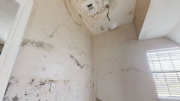 Best Mold Prevention Services  in Friendswood, TX