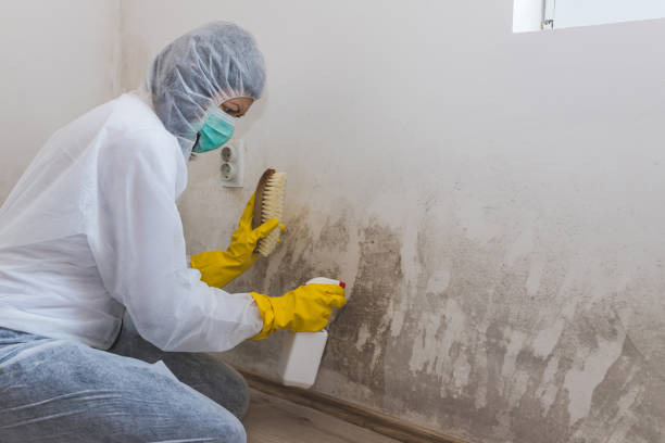 Professional Mold Removal in Friendswood, TX