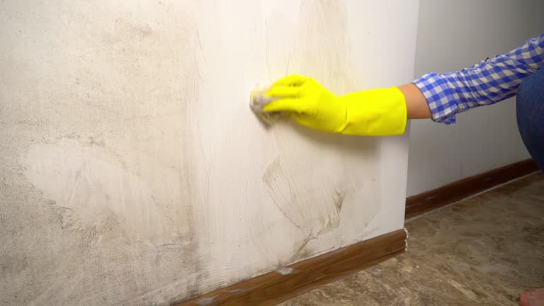 Best Biohazard Mold Removal  in Friendswood, TX