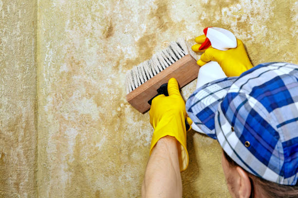 Best Airborne Mold Testing  in Friendswood, TX