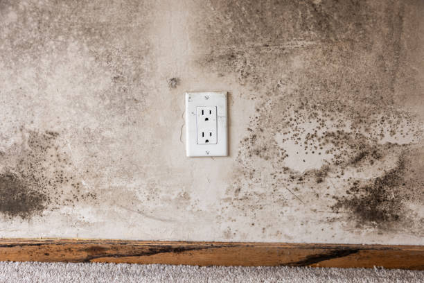 Best Real Estate Mold Inspection  in Friendswood, TX